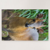 Dik Dik Puzzle (Horizontal)