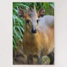 Dik Dik Puzzle