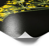 Dill (Anethum graveolens) Fotodruck (Ecke)