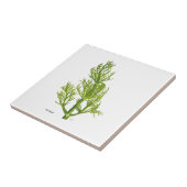 Dill Art Keramikfliese (Seite)