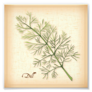 Dill Herb Foto Print