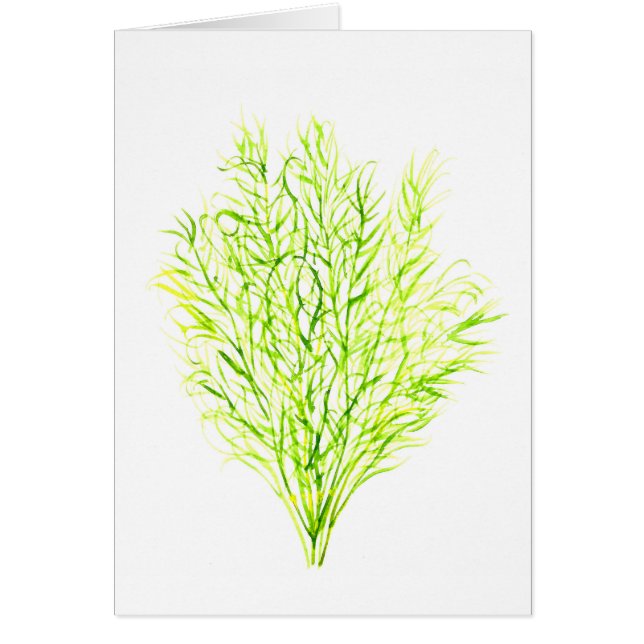 Dill herbs Dill Wasserfarbe (Vorne)