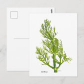 Dill Kunst Postkarte (Vorne/Hinten)