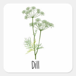 Dill Spices Herb Quadratischer Aufkleber