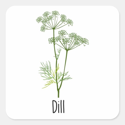 Dill Spices Herb Quadratischer Aufkleber (Vorderseite)