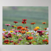 Dillard Fields Poster (Vorne)