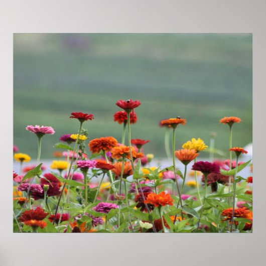 Dillard Fields Poster (Vorne)