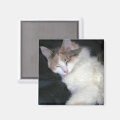 Dilute Calico Kitten Schlafen Magnet (Vorderseite/Rückseite)