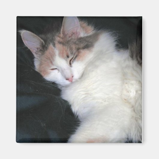 Dilute Calico Kitten Schlafen Magnet (Vorne)