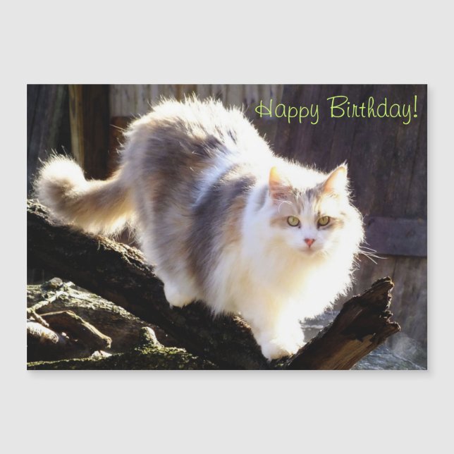 Dilute Calico Maine Coon Cat Birthday Magnetkarte (Vorderseite)