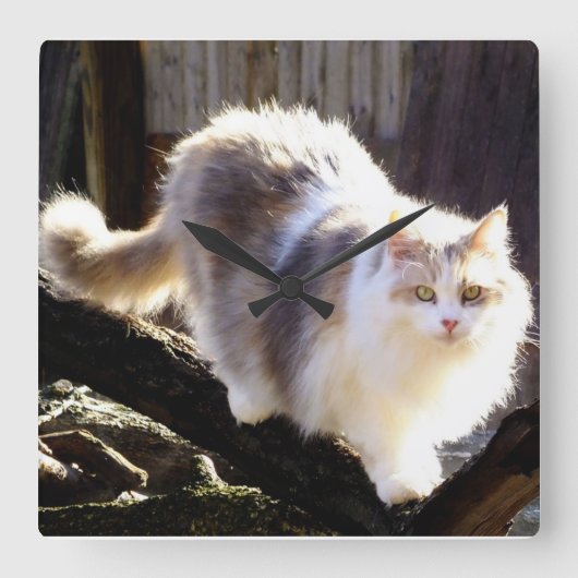 Dilute Calico Maine Coon Cat Clock Quadratische Wanduhr (Vorderseite)