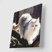 Dilute Calico Maine Coon Cat Clock Quadratische Wanduhr (Winkel)