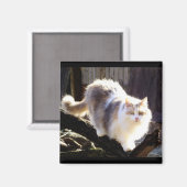 Dilute Calico Maine Coon Cat Magnet (Vorderseite/Rückseite)