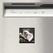 Dilute Calico Maine Coon Cat Magnet (In Situ (Geschirrspüler))