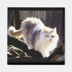Dilute Calico Maine Coon Cat Magnet