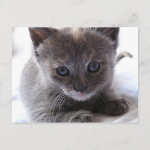Dilute Tortoiseshell Kitten Postkarte