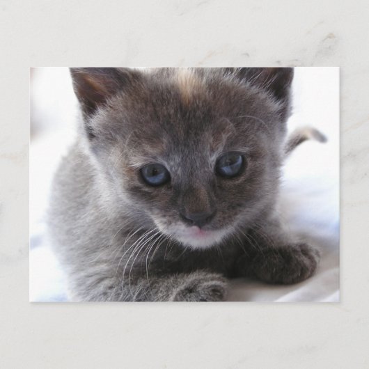 Dilute Tortoiseshell Kitten Postkarte (Vorderseite)