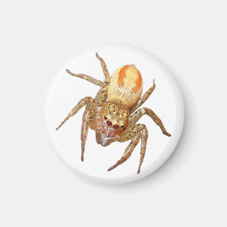 Dimorphe Springspinne (Maevia inclemens) Magnet