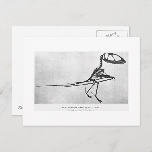 Dimorphodon macronyx art postcard postkarte (Vorne/Hinten)