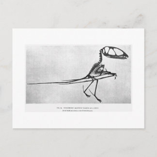 Dimorphodon macronyx art postcard postkarte
