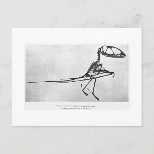 Dimorphodon macronyx art postcard postkarte (Vorderseite)
