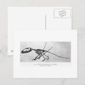 Dimorphodon macronyx art postcard postkarte (Vorne/Hinten)