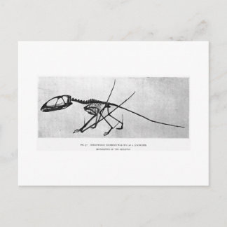 Dimorphodon macronyx art postcard postkarte