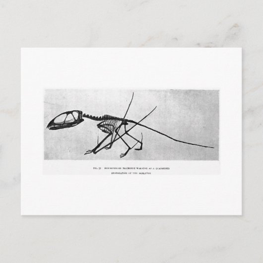 Dimorphodon macronyx art postcard postkarte (Vorderseite)