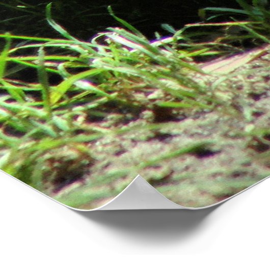 Dinasaur Poster (Ecke)