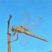 Ding on it Artistic Dragonfly Aufkleber (Vorderseite)