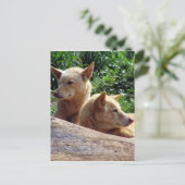dingo australia postkarte (Stehend Vorderseite)