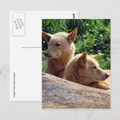 dingo australia postkarte (Vorne/Hinten)