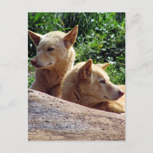 Dingo Australien Postkarte (Vorderseite)