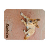 Dingo-Foto-Magnet Magnet (Horizontal)