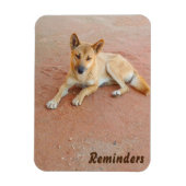 Dingo-Foto-Magnet Magnet (Vertikal)