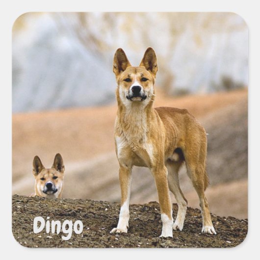 Dingo Hintergrund Quadratischer Aufkleber (Vorderseite)