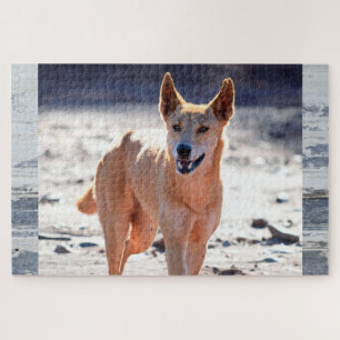 Dingo Hund Erwachsene Puzzle