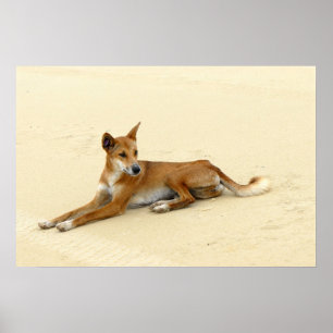 Dingo im wilden poster