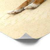 Dingo in freier Wildbahn Poster (Ecke)