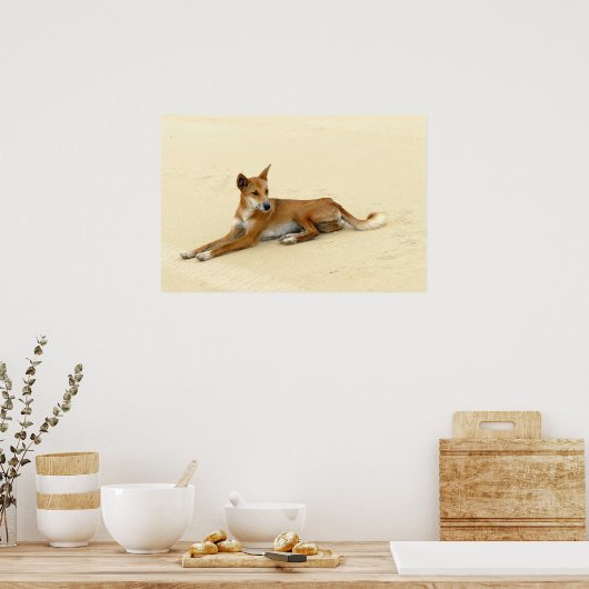 Dingo in freier Wildbahn Poster (Küche)