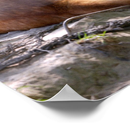 Dingo liegt auf Rock Postcard Metall-Ornament T-Sh Poster (Ecke)