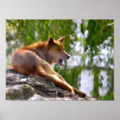 Dingo liegt auf Rock Postcard Metall-Ornament T-Sh Poster (Vorne)