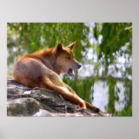 Dingo liegt auf Rock Postcard Metall-Ornament T-Sh Poster (Vorne)