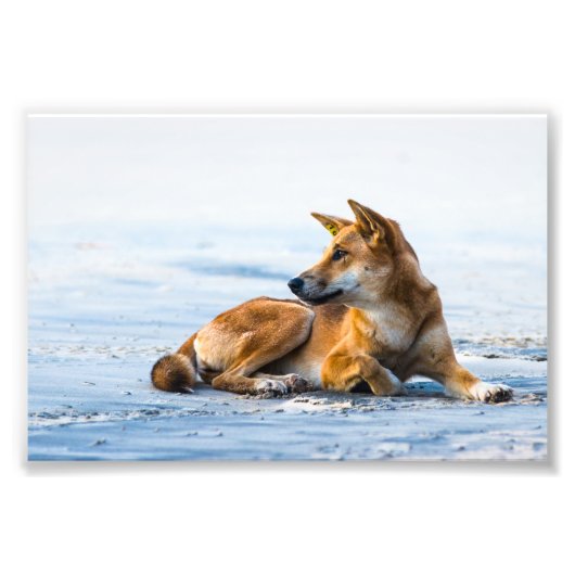 Dingo Mund am Strand, Fraser Island Australien Fotodruck (Vorne)