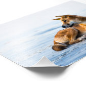 Dingo Mund am Strand, Fraser Island Australien Fotodruck (Ecke)