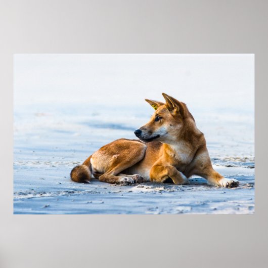 Dingo Mund am Strand, Fraser Island Australien Poster (Vorne)