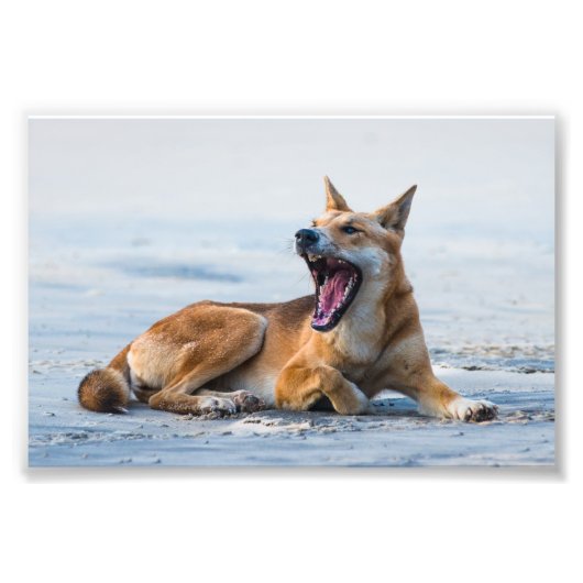Dingo Mund offen, Fraser Island Australien Fotodruck (Vorne)