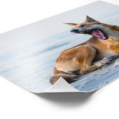 Dingo Mund offen, Fraser Island Australien Fotodruck (Ecke)