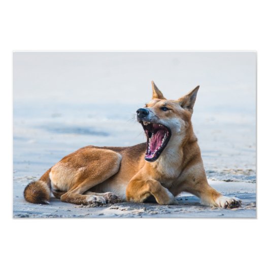 Dingo Mund offen, Fraser Island Australien Fotodruck (Vorne)