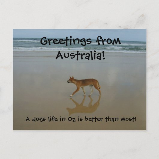 Dingo Postkarte (Vorderseite)